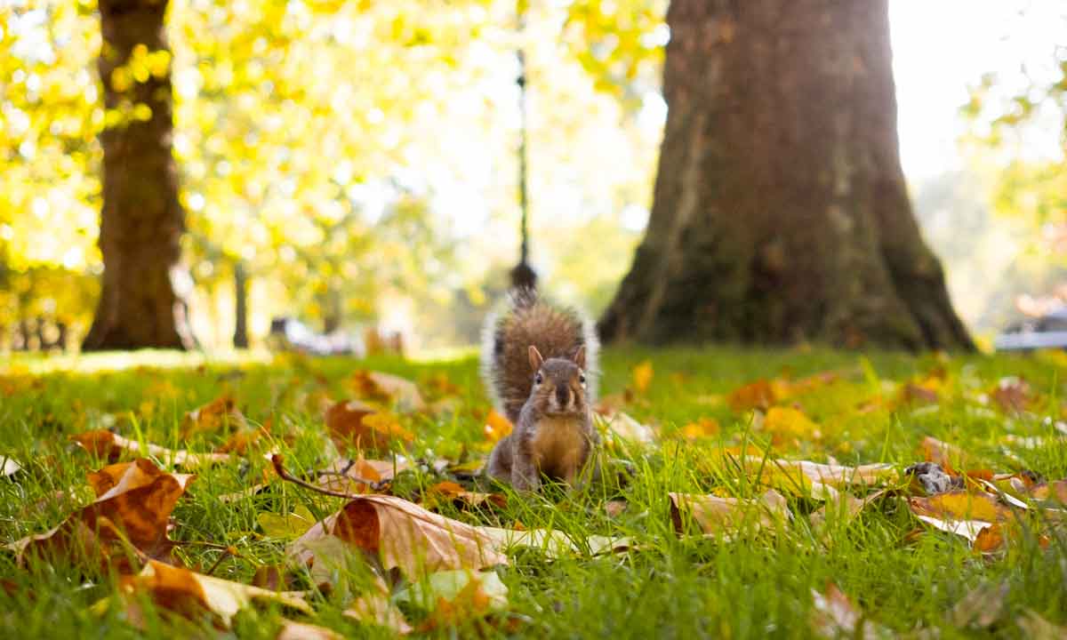 Squirrel in Green Park, London in autumn