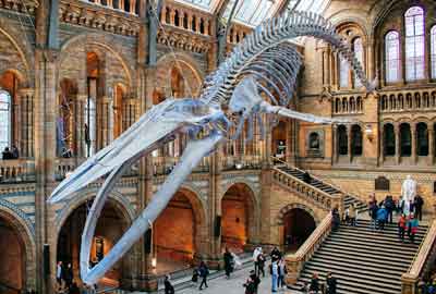 "Hope" the Blue Whale Skeleton display in Hintze Hall, Natural History Museum, London