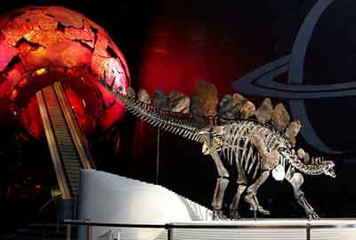 Sophie the Stegosaurus, Natural History Museum, London - Image courtesy of Natural History Museum official website https://www.nhm.ac.uk/
