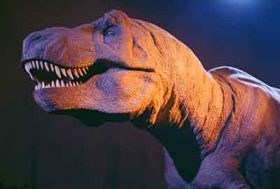 T-Rex dinosaur display in the Natural History Museum, London