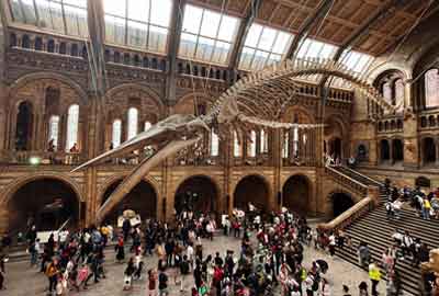 Blue Whale Skeleton in Natural History Museum in London UK