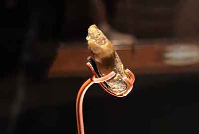 Laetoli Canine, Natural History Museum, London