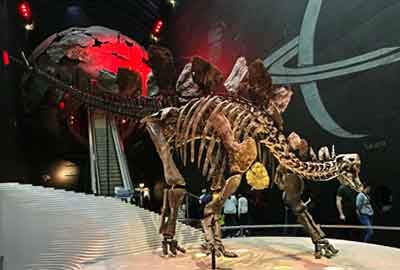 Stegosaurus, Dinosaur skeleton in Natural History Museum in London UK