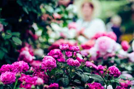 Chelsea Flower Show in London, UK