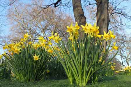 Daffodils in Hyde Park, London