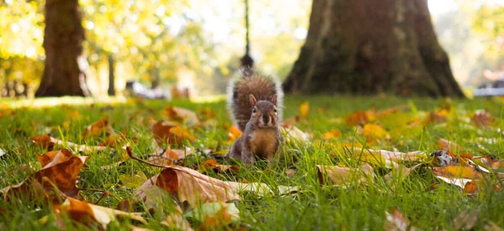 Squirrel in Hyde Park, Autumn, London in October