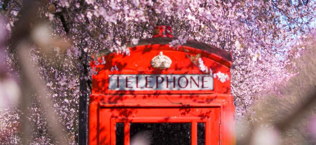 Iconic red telephone box and cherry blossom in April in London