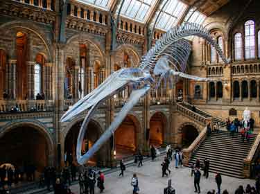 National History Museum, London, blue whale skeleton